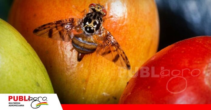 FOTO NOTAS WEB (6) Mosca adulta sobre fruto hospedero - La mosca de la fruta (Ceratitis capitata) puede infestar más de 250 especies de frutas y constituye una de las principales amenazas para la producción y exportación frutícola. Foto: Internet