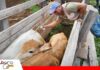 Palos Blancos vacuna más de 1.500 cabezas de ganado pese a las dificultades por la escasez de combustible Vacunación contra la clostridiosis en Palos Blancos/ Foto: Internet
