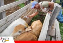 Palos Blancos vacuna más de 1.500 cabezas de ganado pese a las dificultades por la escasez de combustible Vacunación contra la clostridiosis en Palos Blancos/ Foto: Internet