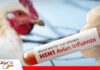 Gobierno activa mecanismos de control para prevenir brote de gripe aviar reportado en Perú Brote de influenza aviar H5N1 en Perú/ Foto: Internet