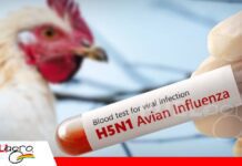 Gobierno activa mecanismos de control para prevenir brote de gripe aviar reportado en Perú Brote de influenza aviar H5N1 en Perú/ Foto: Internet