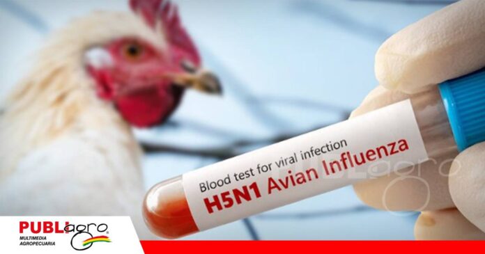 Brote de influenza aviar H5N1 en Perú/ Foto: Internet