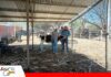 Rabia bovina: SENASAG despliega acciones de control en la zona de El Portillo Productores de Tarija bajo vigilancia por brote de rabia bovina/ Foto: Senasag