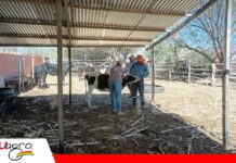 Rabia bovina: SENASAG despliega acciones de control en la zona de El Portillo Productores de Tarija bajo vigilancia por brote de rabia bovina/ Foto: Senasag
