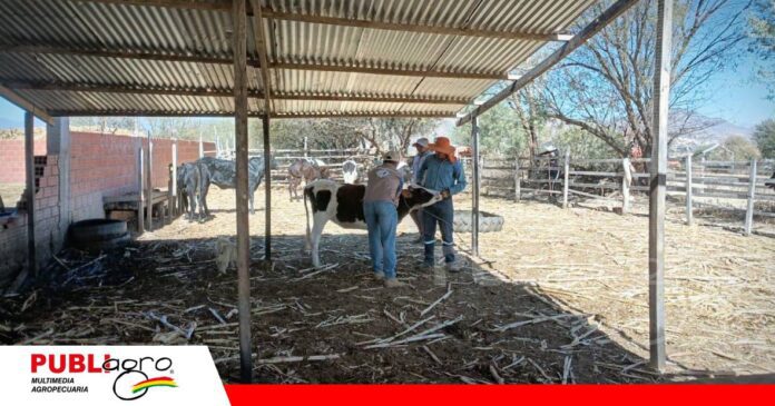 Productores de Tarija bajo vigilancia por brote de rabia bovina/ Foto: Senasag