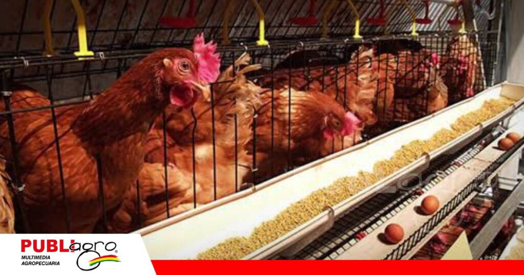 Coriza infecciosa provoca fuertes pérdidas en granjas de postura/ Foto: Internet