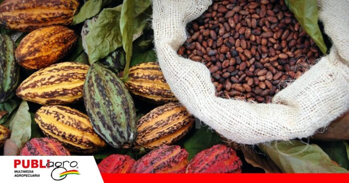 El cacao silvestre boliviano busca consolidarse como motor de desarrollo y conservación/ Foto: Internet