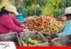 Tras la crisis por los bloqueos, el agro busca financiamiento para volver a producir Productores plantean créditos blandos y garantías/ Foto: Internet