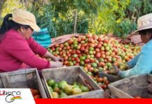 Tras la crisis por los bloqueos, el agro busca financiamiento para volver a producir Productores plantean créditos blandos y garantías/ Foto: Internet