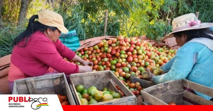 FOTO NOTAS WEB (66) Productores plantean créditos blandos y garantías/ Foto: Internet