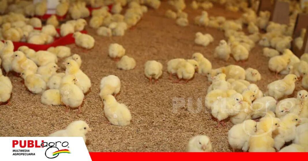 Avicultores esperan que el fondo de reactivación permita reabrir granjas/ Foto: Internet