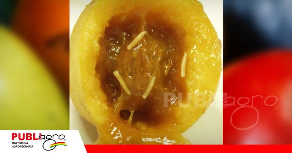 FOTO NOTAS WEB (7) Larvas dentro del fruto afectado - Las larvas se alimentan de la pulpa, provocando pudrición, maduración prematura y pérdidas económicas para los productores. / Foto: Internet