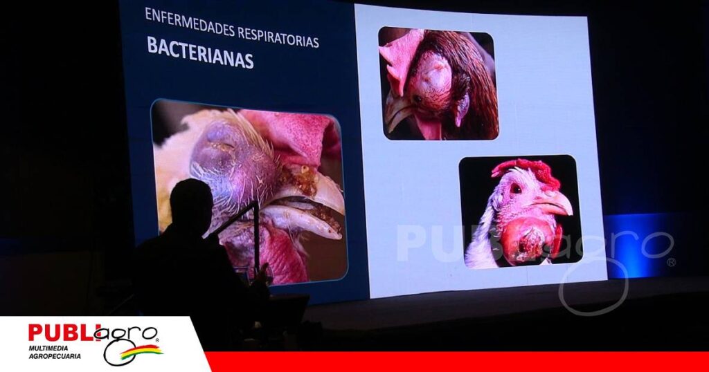 FOTO NOTAS WEB (77) Enfermedades respiratorias en aves, diferencias clave para su control sanitario/ Foto: Publiagro