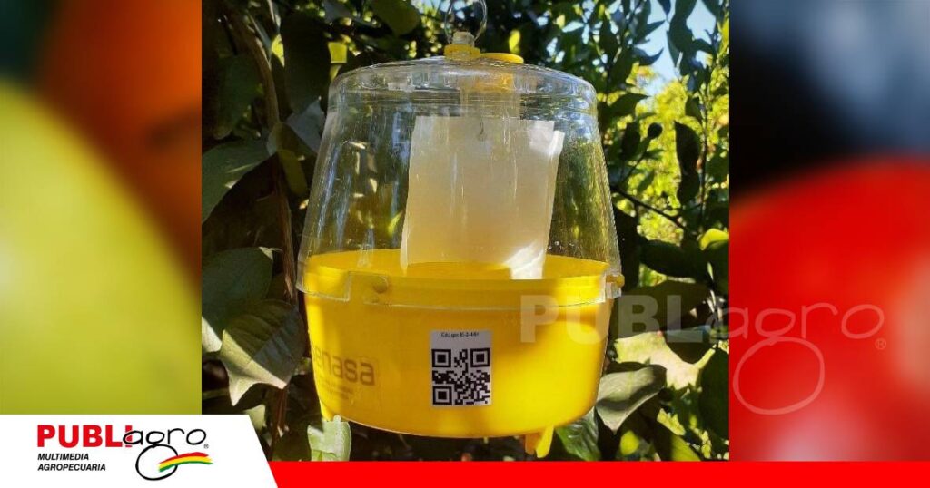 FOTO NOTAS WEB (8) Trampas de monitoreo y captura masiva - El uso de trampas con atrayentes permite detectar oportunamente la presencia de la plaga y reducir sus poblaciones en los huertos. / Foto: Internet