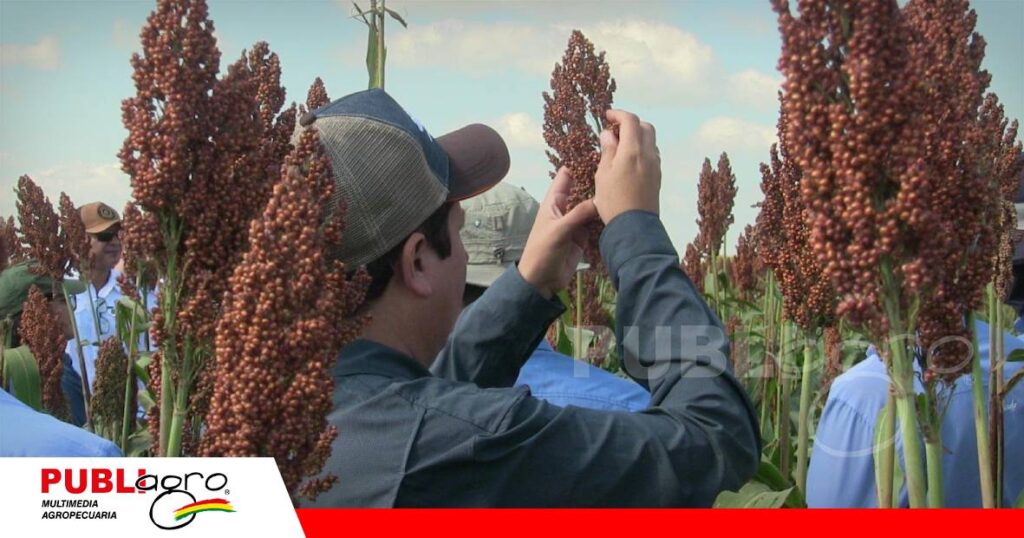 El suelo productivo se construye con manejo y diversidad de cultivos/ Foto: Publiagro