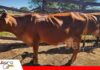 ASOCEBÚ suma la raza Sinjer a su Registro Genealógico Bolivia incorpora oficialmente la raza bovina Sinjer a su Registro Genealógico/ Foto: Asocebu