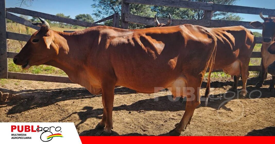 Bolivia incorpora oficialmente la raza bovina Sinjer a su Registro Genealógico/ Foto: Asocebu