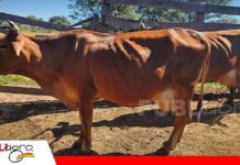 ASOCEBÚ suma la raza Sinjer a su Registro Genealógico Bolivia incorpora oficialmente la raza bovina Sinjer a su Registro Genealógico/ Foto: Asocebu