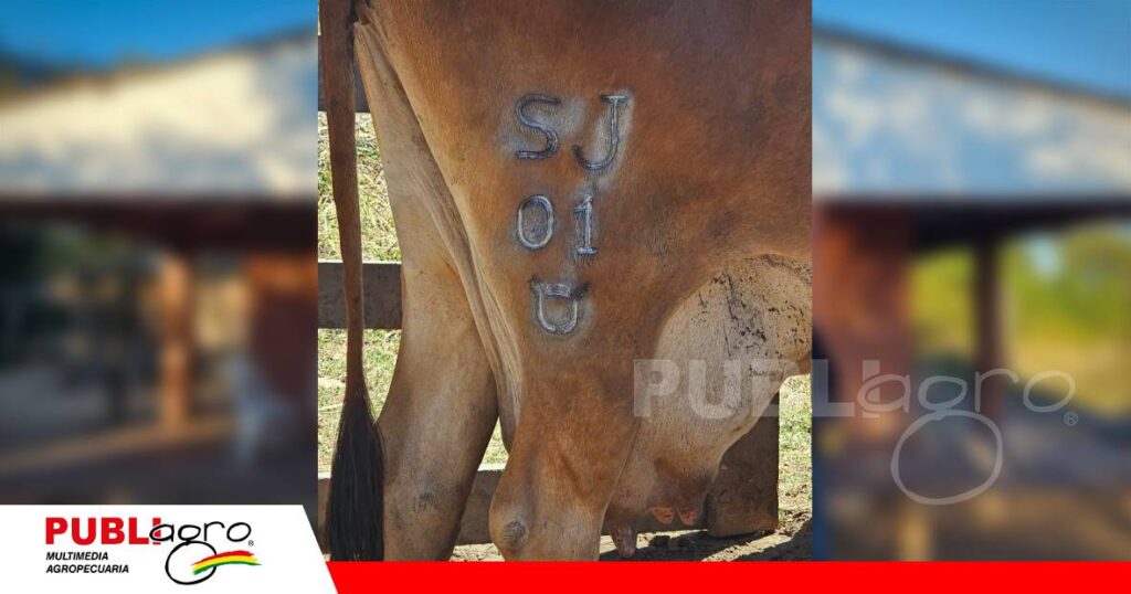 La raza Sinjer, resultado del cruzamiento entre Sindi y Jersey/ Foto: Asocebu
