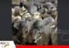 Nelore boliviano con récords: animales más jóvenes y carcasas más pesadas en la segunda faena técnica Animales jóvenes, en su mayoría cero dientes/ Foto: Asocebú