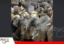 Nelore boliviano con récords: animales más jóvenes y carcasas más pesadas en la segunda faena técnica Animales jóvenes, en su mayoría cero dientes/ Foto: Asocebú