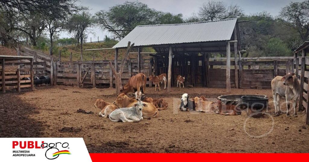 FOTO NOTAS WEB (87) Tres décadas produciendo en armonía con el Chaco/ Foto: Publiagro