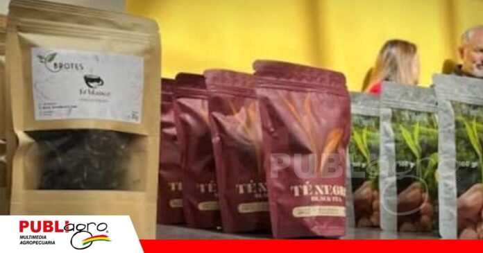 Apoyo del gobierno a productores del Té/ Foto:Ministerio de Turismo Sostenible, Cultura Folklore y Gastronomía