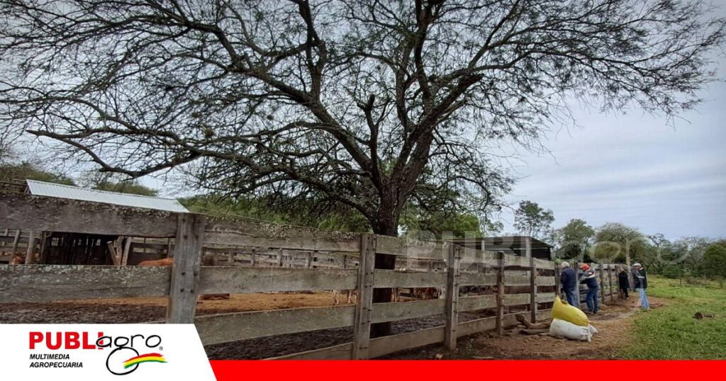 FOTO NOTAS WEB (89) Donde otros ven sequía, Mandiyuti ve oportunidades/ Foto: Publiagro