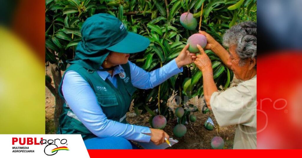 FOTO NOTAS WEB (9) Inspección de frutos en campo - El monitoreo permanente y la eliminación de frutos infestados forman parte del manejo integrado para controlar la mosca de la fruta y proteger la calidad de la producción. / Foto: Internet
