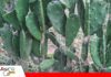 Tuna forrajera: tecnología agrícola que asegura alimento para el ganado en época seca El nopal forrajero se impone como estrategia contra la sequía/ Foto: Publiagro
