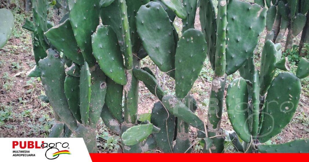 FOTO NOTAS WEB (90) El nopal forrajero se impone como estrategia contra la sequía/ Foto: Publiagro
