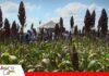 Rotación, cobertura y biología del suelo: la fórmula para una agricultura resiliente El sorgo es el cultivo ideal para la campaña de invierno/ Foto: Publiagro