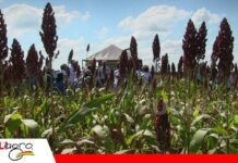 Rotación, cobertura y biología del suelo: la fórmula para una agricultura resiliente El sorgo es el cultivo ideal para la campaña de invierno/ Foto: Publiagro