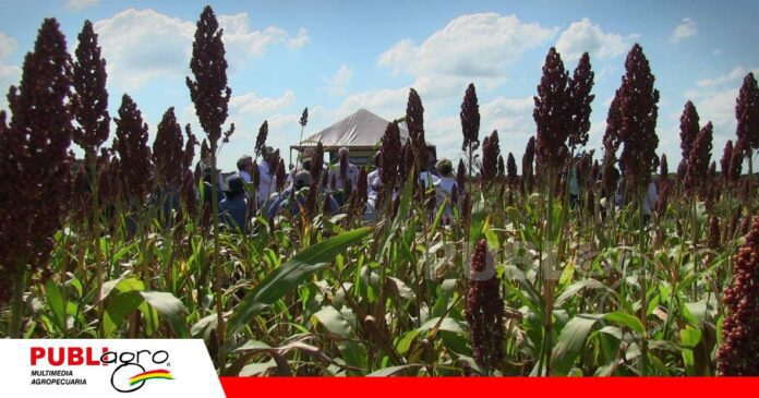 FOTO NOTAS WEB (90) El sorgo es el cultivo ideal para la campaña de invierno/ Foto: Publiagro