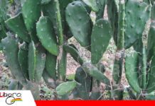 Tuna forrajera: tecnología agrícola que asegura alimento para el ganado en época seca El nopal forrajero se impone como estrategia contra la sequía/ Foto: Publiagro