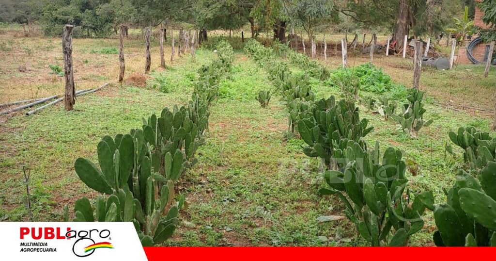 FOTO NOTAS WEB (91) Con hasta 80% de contenido de agua/ Foto: Publiagro