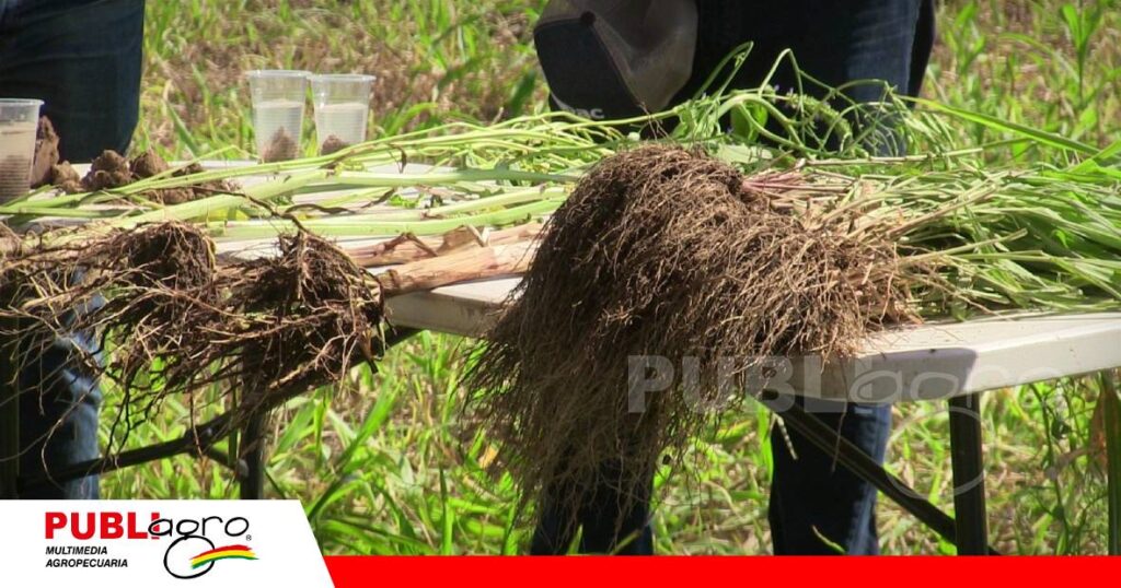 FOTO NOTAS WEB (92) Cuando las raíces trabajan, el suelo vuelve a producir/ Foto: Publiagro