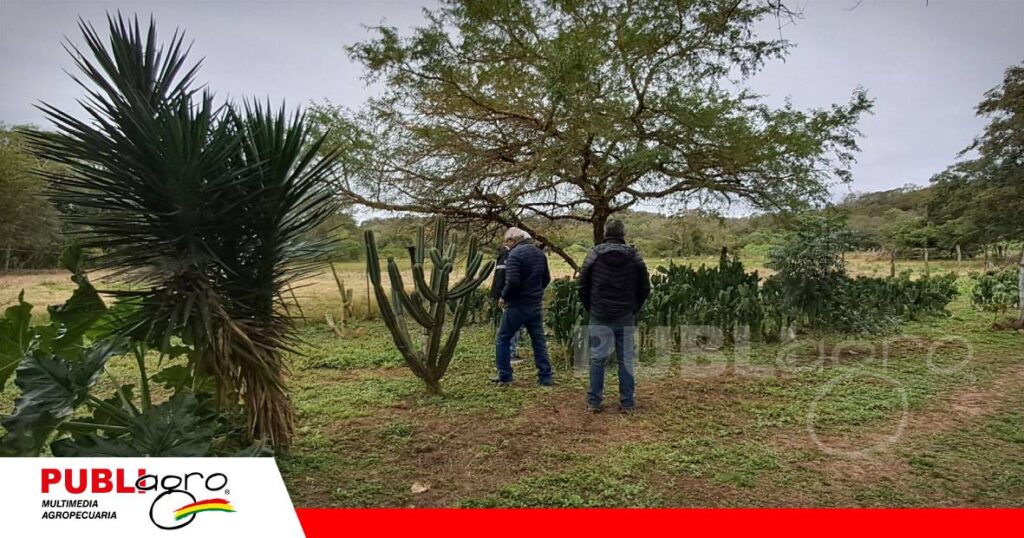 FOTO NOTAS WEB (92) La granja “Vatos” implementa el cultivo intensivo de tuna/Foto: Publiagro