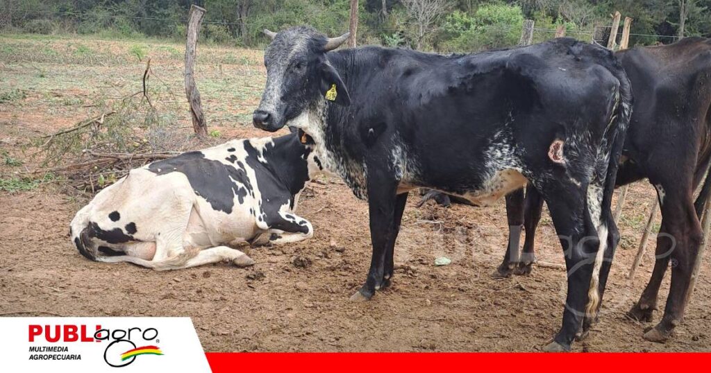 FOTO NOTAS WEB (94) Lechería, queso, miel y pollos parrilleros forman parte de un modelo sostenible/ Foto: Publiagro