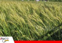 Productores cuestionan importación de trigo y piden priorizar lo nacional Cultivo de trigo / Foto: Publiagro