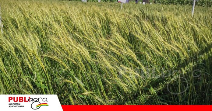 FOTO NOTAS WEB (95) Cultivo de trigo / Foto: Publiagro
