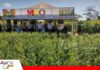 MDO y Klein fortalecen su apuesta genética con nuevos materiales de trigo y girasol Innovación genética MDO y Klein/ Foto: Publiagro