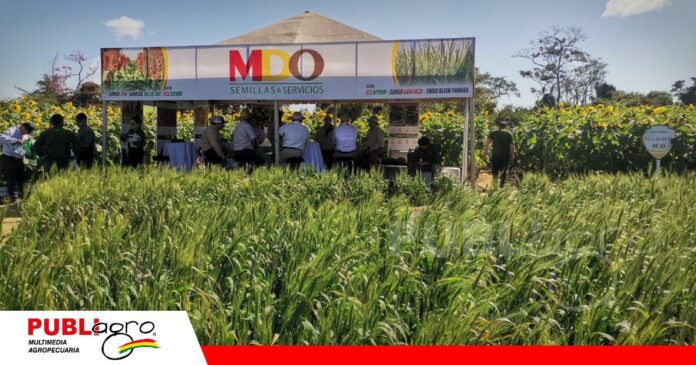 Innovación genética MDO y Klein/ Foto: Publiagro