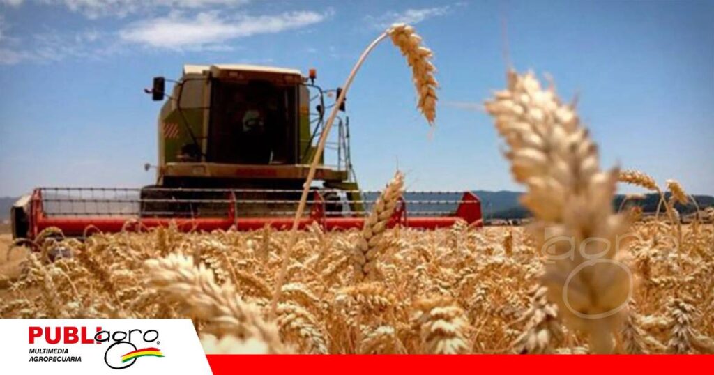 FOTO NOTAS WEB (96) Bolivia no alcanza la soberanía en la producción de trigo / Foto: Internet