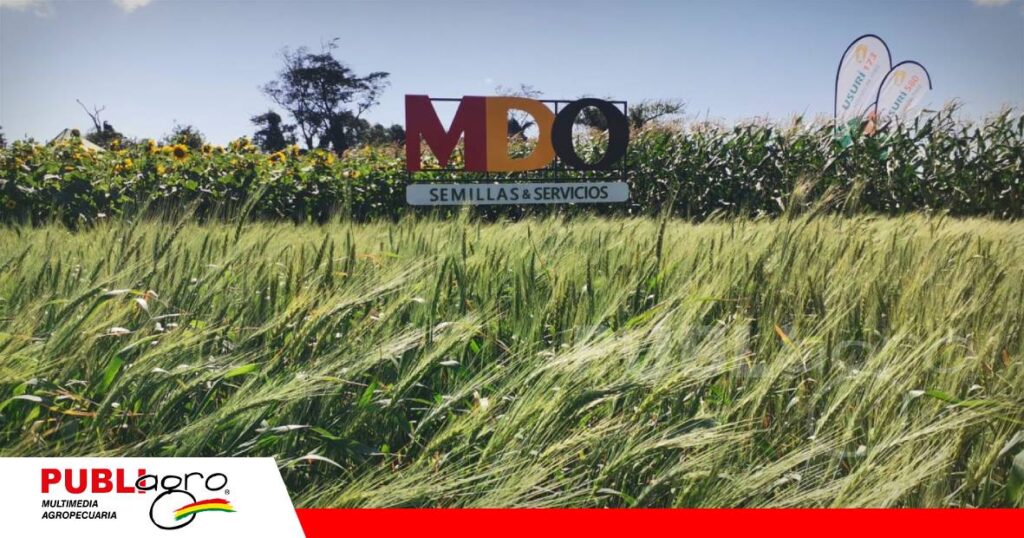 Trigo KLEIN Paraba/ Foto: Publiagro