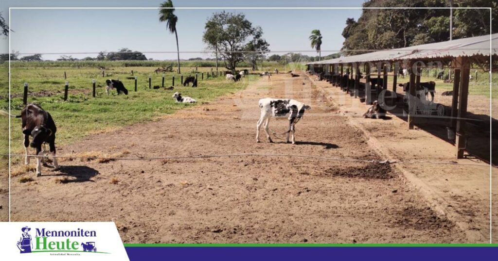 FOTO NOTAS WEB MENNONITEN (1) Een gaude Kjalwa-Tucht sichert dät Produktjonspotenzial vun de Melkherd. Foto: Publiagro