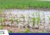 Väarberedung un Kontrollieren, de beste Wej för de Landwirtschaft jäajen El Niño Jäajen El Niño mott de Landwirtschaft ehre Fähigkeit to reagiern verstärken. / Foto: Internet