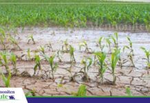 Väarberedung un Kontrollieren, de beste Wej för de Landwirtschaft jäajen El Niño Jäajen El Niño mott de Landwirtschaft ehre Fähigkeit to reagiern verstärken. / Foto: Internet