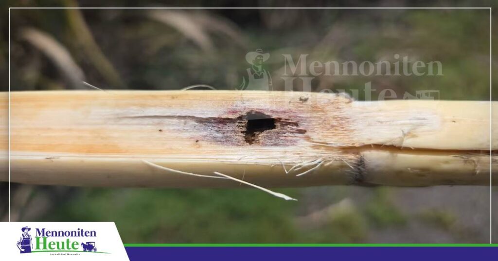 FOTO NOTAS WEB MENNONITEN (4) De Plog bohrt in den Stängel un vermindert dat Zuckergehalt-Potenzial von de Zuckerrieka / Foto: Internet