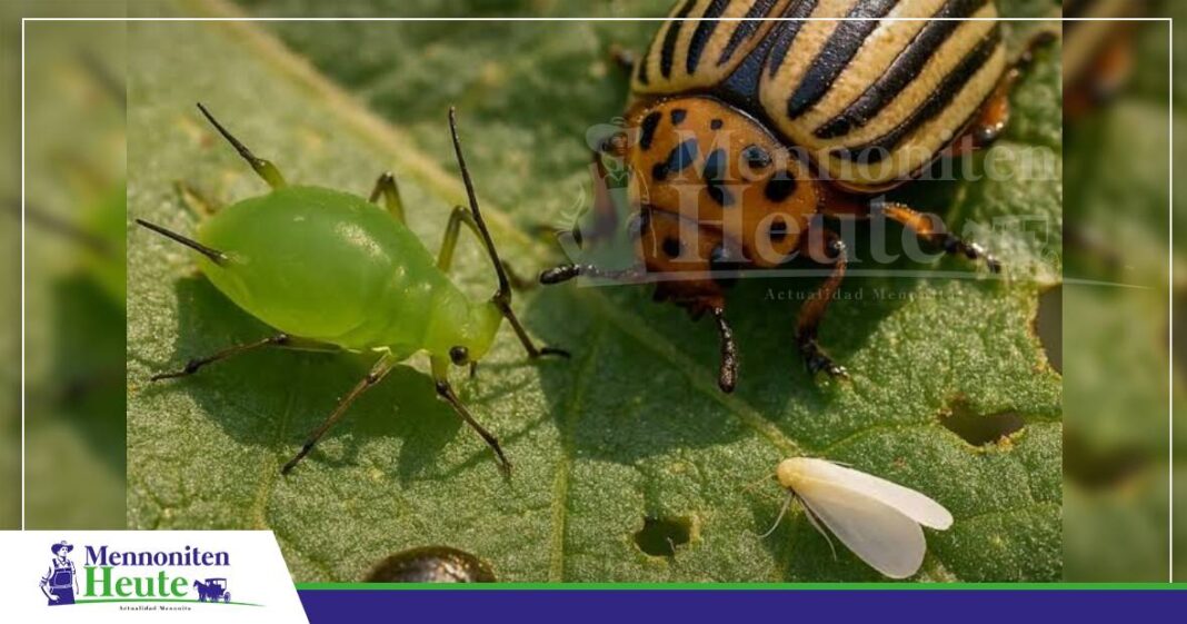 Biologische Bekämpfung, Räuberkäwa för dat Plogmanagement / Foto: Plant Voice
